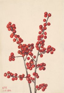 Winterberry Ilex verticillata, 1920
