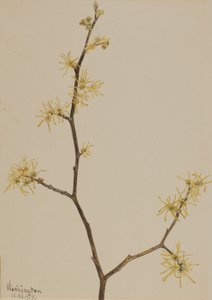 Hamamélis de Virginie, 1917