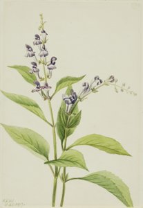 Scutellaire des bois (Scutellaria serrata) - Mary Vaux Walcott