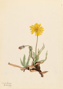Agoséris laineux (Agoseris villosa)