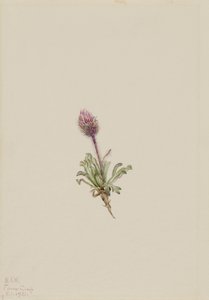 Vergerette laineuse (Erigeron lanatus) - Mary Vaux Walcott