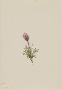 Vergerette laineuse Erigeron lanatus, 1921