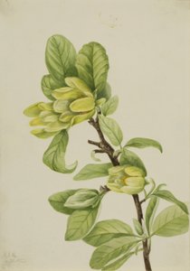 Concombre jaune (Magnolia cordata) - Mary Vaux Walcott