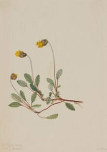 Dryade jaune (Dryas drummondii) - Mary Vaux Walcott