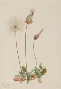 Fruit de Dryade Jaune Dryas drummondii, 1920 - Mary Vaux Walcott