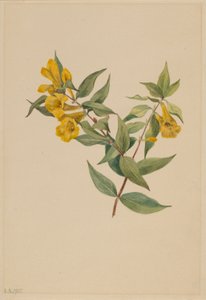 Jessamine jaune (Gelsemium sempervirens)