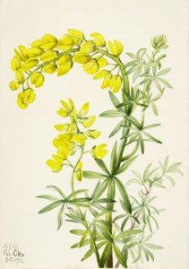 Yellow Lupine (Lupinis arboreus) - Mary Vaux Walcott