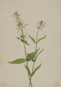 Pentstemon jaune (Pentstemon confertus)