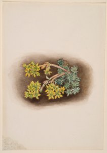 Sédum sténopétale (Sedum stenopetalum)