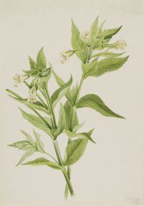 Épilobe jaune Epilobium lutem, 1906