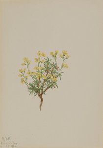 Herbe de saule jaune, 1922