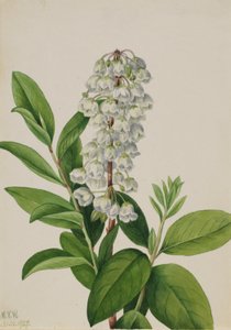 Zénobie (Zenobia cassinifolia) - Mary Vaux Walcott