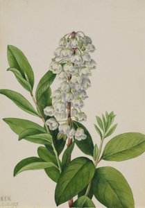 Zenobia cassinifolia, 1927 - Mary Vaux Walcott