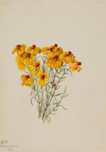 Zinnia (Zinnia grandiflora) - Mary Vaux Walcott