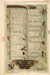 Guêpes, papillons de nuit, libellules et une chenille, d