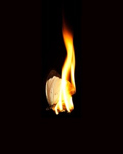 Burning Butterfly 11, 2013 (Lambda print)