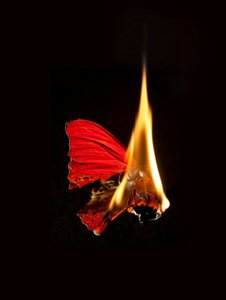 Burning Butterfly 18, 2013 (Lambda print)