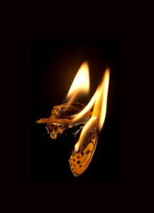 Burning Butterfly 20, 2013 (Lambda print)