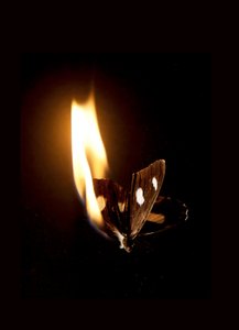 Burning Butterfly 21, 2013 (Lambda print)