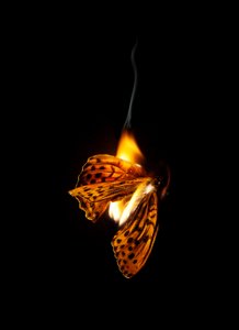 Burning Butterfly 25, 2013 (Lambda print)