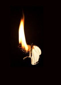 Burning Butterfly 7, 2013 (Lambda print)