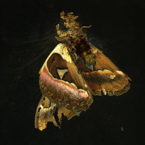 Insecticide 11, 2006 (photographie de type C)
