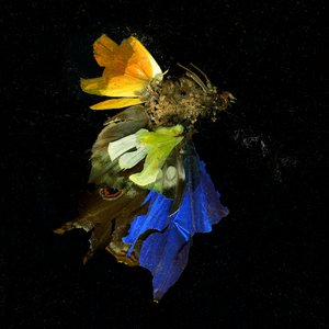 Insecticide 15, 2009 (photographie de type C) - Mat Collishaw