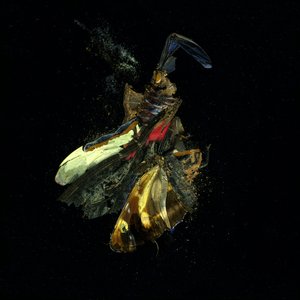 Insecticide 18, 2009 (photographie de type C)
