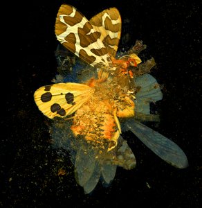Insecticide 24, 2008 (photographie de type C)