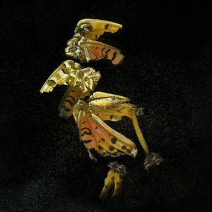 Insecticide 35, 2011 (C-type photograph)