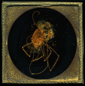 Insecticide 5, 2006 (photographie de type C)