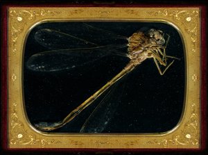 Insecticide 7, 2006 (photographie de type C)
