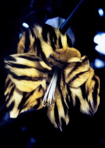 Lys à peau de tigre - Mat Collishaw