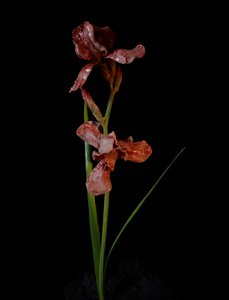 Muse vénale, Viridor, 2012 (résine, peinture émaillée, bois, verre, acier)