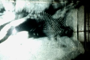 Wormery, 2009 (bois, verre, acier, projecteur et lecteur)