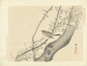 Petit oiseau dans un arbre avec des fleurs blanches