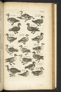 Tab 49, Canards, Illustration de 