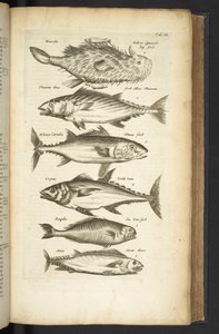 Tab III, Tunas, Illustration de 