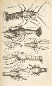 Tab II, Homards, Illustration de 