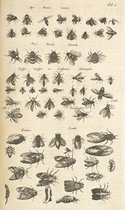 Tab I, Abeilles et guêpes, Illustration de 