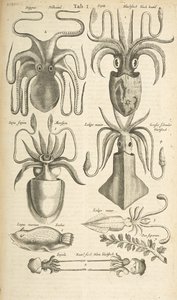 Tab I, Poulpe, Illustration de 