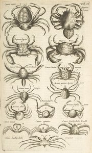 Tab VI, Crabes, Illustration de 