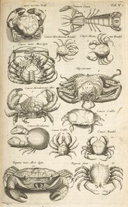 Tab V, Crabes, Illustration de 