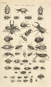 Tab XIII, Coléoptères, Illustration de 