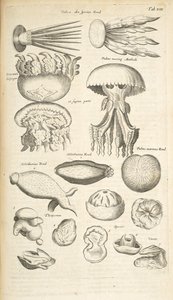 Tab XIX, Méduses, Concombre de mer et autres formes de vie marine, Illustration de 