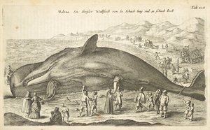 Tab XLII, Baleine, Illustration de 
