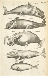 Tab XLI, Baleines, Illustration de 