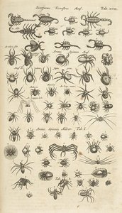 Tab XVIII, Scorpions terrestres et Arachnides, Illustration de 