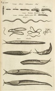 Tab XXIV, Limaces et vers, Illustration de 