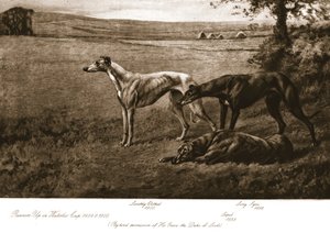 Les chiens du duc de Leeds, 1911